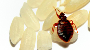bed bugs, bed bug fumigation, bed bugs top 10, BBFS